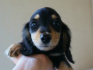 カニンヘンダックス　ブラック＆クリーム男の子　子犬