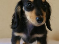 カニンヘンダックス　ブラック＆クリーム男の子　子犬