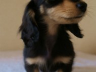 カニンヘンダックス ブラック&クリーム男の子 子犬 カニンヘンダックス ブラック&クリーム男の子 子犬