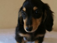 カニンヘンダックス ブラック&クリーム男の子 子犬 カニンヘンダックス ブラック&クリーム男の子 子犬