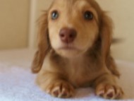 カニンヘンダックス　シェーデットクリーム　男の子　子犬