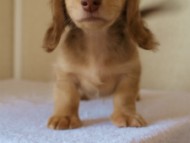 カニンヘンダックス　シェーデットクリーム　男の子　子犬