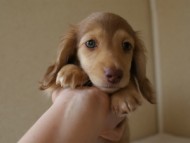 カニンヘンダックス　シェーデットクリーム　男の子　子犬