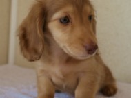 カニンヘンダックス　シェーデットクリーム　男の子　子犬