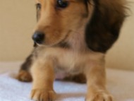 カニンヘンダックス　シェーデットクリーム　女の子　子犬