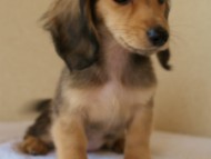 カニンヘンダックス　シェーデットクリーム　女の子　子犬