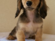 カニンヘンダックス　シェーデットクリーム　女の子　子犬