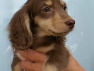 カニンヘンダックス　チョコ＆クリーム　女の子