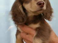 カニンヘンダックス　チョコ＆クリーム　女の子