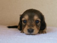 カニンヘンダックス　シェーデットクリーム　女の子　子犬