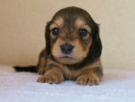 カニンヘンダックス　シェーデットクリーム　女の子　子犬