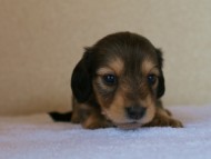 カニンヘンダックス　シェーデットクリーム　女の子　子犬