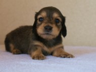 カニンヘンダックス　シェーデットクリーム　女の子　子犬