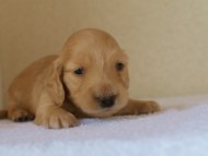 カニンヘンダックス　クリーム　男の子　子犬