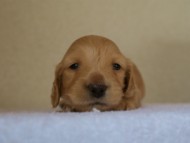 カニンヘンダックス　クリーム　男の子　子犬