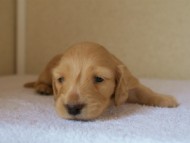 カニンヘンダックス　クリーム　男の子　子犬