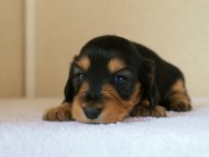 カニンヘンダックス　ブラック＆タン　女の子　子犬