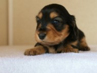 カニンヘンダックス　ブラック＆タン　女の子　子犬