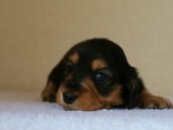 カニンヘンダックス　ブラック＆タン　女の子　子犬