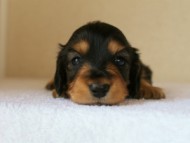 カニンヘンダックス　ブラック＆タン　女の子　子犬