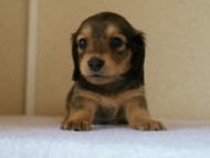 カニンヘンダックス　シェーデットクリーム　　女の子　子犬