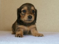 カニンヘンダックス　シェーデットクリーム　　女の子　子犬