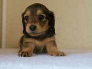 カニンヘンダックス　シェーデットクリーム　　女の子　子犬