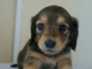 カニンヘンダックス　シェーデットクリーム　　女の子　子犬