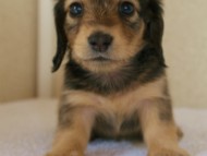 カニンヘンダックス　シェーデットクリーム　　女の子　子犬