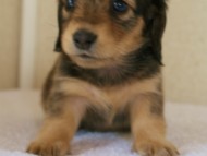 カニンヘンダックス　シェーデットクリーム　　女の子　子犬