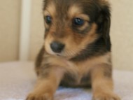 カニンヘンダックス　シェーデットクリーム　　女の子　子犬