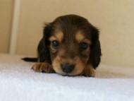 カニンヘンダックス　シェーデットクリーム　男の子　子犬