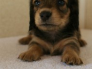 カニンヘンダックス　シェーデットクリーム　男の子　子犬