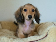 カニンヘンダックス　シェーデットクリーム　女の子　