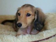 カニンヘンダックス　シェーデットクリーム　女の子　