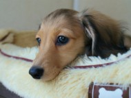 カニンヘンダックス　シェーデットクリーム　女の子　