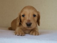 2012.5.18生まれカニンヘン・マロの赤ちゃん　クリーム男の子