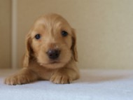 2012.5.18生まれカニンヘン・マロの赤ちゃん　クリーム男の子