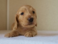 2012.5.18生まれカニンヘン・マロの赤ちゃん　クリーム男の子