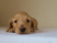 2012.5.18生まれカニンヘン・マロの赤ちゃん　クリーム男の子