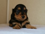 2012.5.18生まれカニンヘン・マロの赤ちゃん　ブラック＆タン