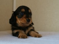2012.5.18生まれカニンヘン・マロの赤ちゃん　ブラック＆タン