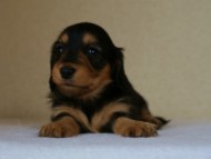 2012.5.18生まれカニンヘン・マロの赤ちゃん　ブラック＆タン