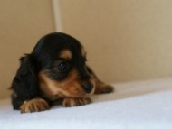 2012.5.18生まれカニンヘン・マロの赤ちゃん　ブラック＆タン