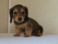 2012.5.10生まれカニンヘン・ベルの赤ちゃん　シェーデットクリーム　女の子