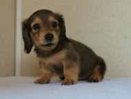 2012.5.10生まれカニンヘン・ベルの赤ちゃん　シェーデットクリーム　女の子