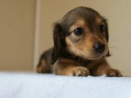 2012.5.10生まれカニンヘン・ベルの赤ちゃん　シェーデットクリーム　女の子