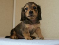 2012.5.10生まれカニンヘン・ベルの赤ちゃん　シェーデットクリーム　女の子