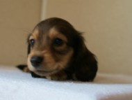 2012.5.10生まれカニンヘン・ベルの赤ちゃん　シェーデットクリーム男の子