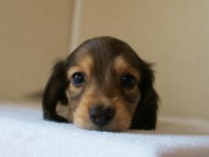 2012.5.10生まれカニンヘン・ベルの赤ちゃん　シェーデットクリーム男の子